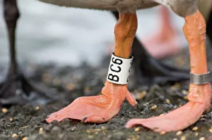 Rings including letter ring on Greylag Goose Caerlaverock Scotland winter Rings including letter ring on Greylag Goose Caerlaverock Scotland winter