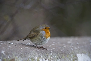 Robin Erithacus rubecula on garden wall Norfolk Robin Erithacus rubecula on garden wall Norfolk