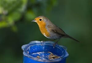 Images Dated 8th May 2006: Robin Erithacus rubecula at mealworm feeder in garden UK