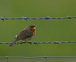 Robin Erithacus rubecula, in song Kent, UK, April Robin Erithacus rubecula, in song Kent, UK, April