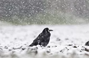 Images Dated 23rd March 2008: Rook Corvus frugilegus in blizzard Norfolk winter