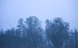 Rooks Corvus frugilegus at roost Buckenham Norfolk Rooks Corvus frugilegus at roost Buckenham Norfolk