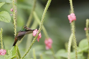 Rufous-tailed Hummingbird (Amazilia t. tzacatl) El Valle Panama Rufous-tailed Hummingbird (Amazilia t. tzacatl) El Valle Panama