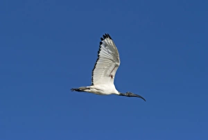 Sacred Ibis Threskiornis aethiopicus Lake Nakuru Kenya Sacred Ibis Threskiornis aethiopicus Lake Nakuru Kenya