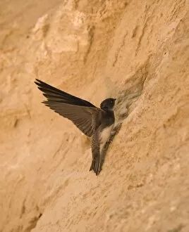 Images Dated 28th June 2009: Sand Martin Riparia riparia at nest hole in sea cliff colony Norfolk July