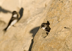Images Dated 23rd June 2009: Sand Martin Riparia riparia at nesting colony in cliff North Norfolk July