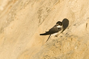 Images Dated 23rd June 2009: Sand Martin Riparia riparia at nesting colony in cliff North Norfolk July