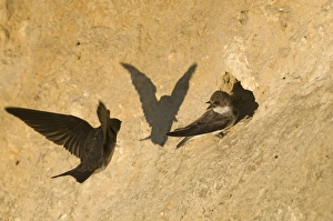 Images Dated 23rd June 2009: Sand Martins Riparia riparia at nesting colony in cliff North Norfolk July