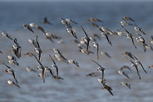 Roost Gallery: Sanderling Calidris alba and a few Dunlin Calidris alpina on the Wash at Snettisham