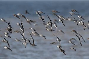 Images Dated 11th October 2010: Sanderling Calidris alba and a few Dunlin Calidris alpina on the Wash at Snettisham