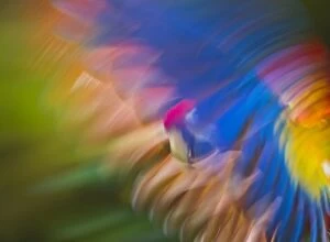 Scarlet Macaw Collection: Scarlet Macaw (Ara macao) in flight using motion blur Captive