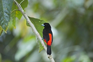 Scarlet-rumped Tanager Ramphocelus passerinii male Costa Rica Scarlet-rumped Tanager Ramphocelus passerinii male Costa Rica
