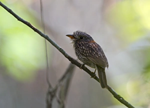 Semi-collared Puffbird Malacoptila semicincta Tambopata Peru Semi-collared Puffbird Malacoptila semicincta Tambopata Peru