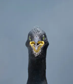 Shag Phalacrocorax aristotelis Staple Island Farne Islands Northumberland July Shag Phalacrocorax aristotelis Staple Island Farne Islands Northumberland July