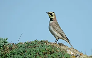 Shore Lark Eremophila alpestris Cley Norfolk winter Shore Lark Eremophila alpestris Cley Norfolk winter