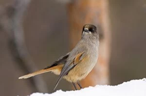 Images Dated 20th March 2006: Siberian Jay Perisoreus infaustus in pine forest Finnish Lapland Finland winter