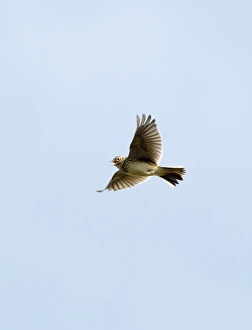 Skylark Alauda arvensis in song flight Norfolk April Skylark Alauda arvensis in song flight Norfolk April