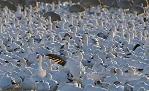 Images Dated 15th January 2009: Snow Geese Chen caerulescens Bosque del Apache New Mexico USA January