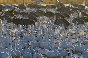 Images Dated 15th January 2009: Snow Geese Chen caerulescens on roosting pond at dawn with Sandhill Cranes Bosque