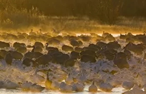 Images Dated 15th January 2009: Snow Geese and Sandhill Cranes on roosting pond at sunrise Bosque del Apache New