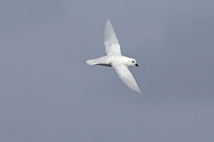 Snow Petrel Pagodroma nivea nivea Antarctic Peninsula Snow Petrel Pagodroma nivea nivea Antarctic Peninsula