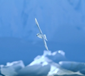Snow Petrel Pagodroma nivea Weddell Sea Antarctica Snow Petrel Pagodroma nivea Weddell Sea Antarctica