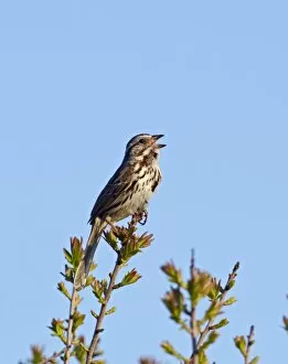 Images Dated 8th May 2011: Song Sparrow Cape May New Jersey USA