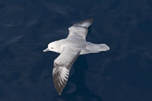 Southern Fulmar Fulmarus glacialoides Southern Ocean November Southern Fulmar Fulmarus glacialoides Southern Ocean November