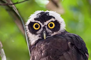 Panama Gallery: Spectacled Owl Pulsatrix perspicillata chapmani immature Panama