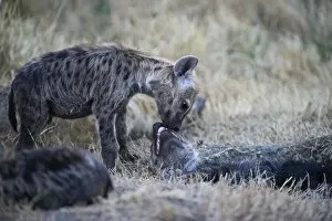 Images Dated 11th August 2010: Spotted Hyena Crocuta crocuta with young pup Masai Mara Kenya