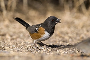 Spotted Towhee Pipilo maculatus New Mexico USA January Spotted Towhee Pipilo maculatus New Mexico USA January