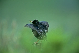 Sturnus Vulgarus Gallery: Starling, Sturnus vulagaris, displaying on post, close to nesting colony, Shetland