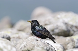 Sturnus Vulgarus Gallery: Starling Sturnus vulgarus carrying food to nest Shetland June