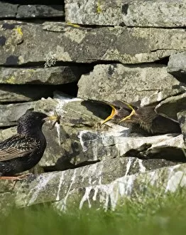 Sturnus Vulgarus Gallery: Starling Sturnus vulgarus feeding fledglings in nest in dry stone wall Shetland spring