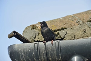 Sturnus Vulgarus Gallery: Starling Sturnus vulgarus singing from gutter of house Norfolk June