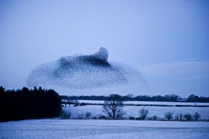 Sturnus Vulgarus Gallery: Starlings Sturnus vulgarus arriving at night time roost near Gretna Scotland December