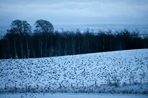 Sturnus Vulgarus Gallery: Starlings Sturnus vulgarus arriving at roost Gretna Dumfries & Galloway Scotland December