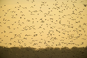 Sturnus Vulgarus Gallery: Starlings Sturnus vulgarus arrving at roost Norfolk winter