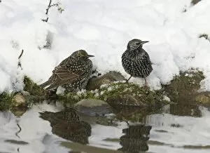 Sturnus Vulgarus Gallery: Starlings Sturnus vulgarus coming down to drink in snow Norfolk December