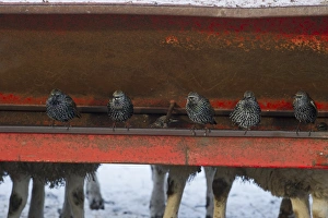 Sturnus Vulgarus Gallery: Starlings Sturnus vulgarus feeding around livestock Dumfries Scotland