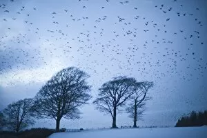 Sturnus Vulgarus Gallery: Starlings Sturnus vulgarus flying to roost near Gretna Scotland December