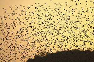 Sturnus Vulgarus Gallery: Starlings Sturnus vulgarus flying to roost North Norfolk UK winter
