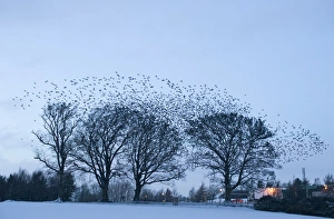 Sturnus Vulgarus Gallery: Starlings Sturnus vulgarus gathering at roost near Gretna Scotland December