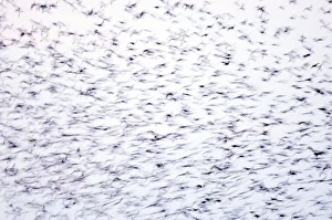 Sturnus Vulgarus Gallery: Statlings Sturnus vulgarus flock arriving at roost Cley Norfolk winter