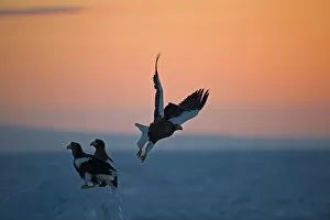 Images Dated 19th February 2008: Stellers Eagles Haliaeetus pelagicusat sunrise on sea ice in Sea of Okhotsk off