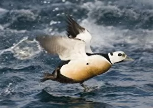 Images Dated 23rd March 2006: Stellers Eider Polysticta stelleri male taking off Varanger Fjord Arctic Norway March