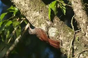 Images Dated 28th March 2010: Streaked-headed Woodcreeper Lepidopcolates souleyetti La Selva Costa Rica