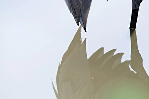 Tail of Common Crane Grus grus reflected in pool Norfolk winter Tail of Common Crane Grus grus reflected in pool Norfolk winter