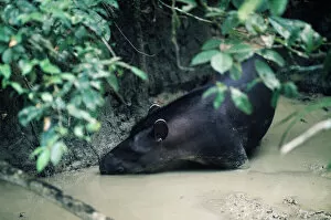 Images Dated 5th October 2009: Tapir at clay lick, Manu, Amazonia, Peru