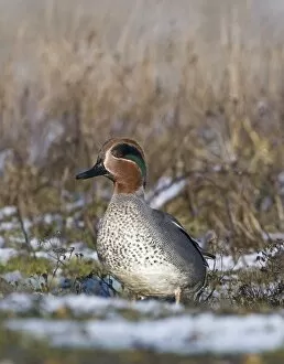 Images Dated 2nd January 2010: Teal Anas crecca male Norfolk winter